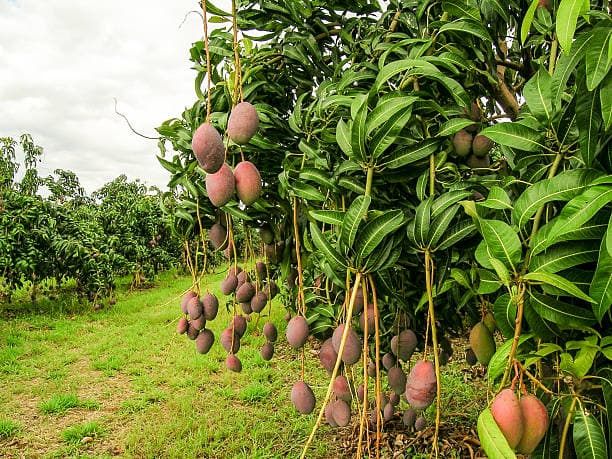 110 Acre Mango farm — photo 1