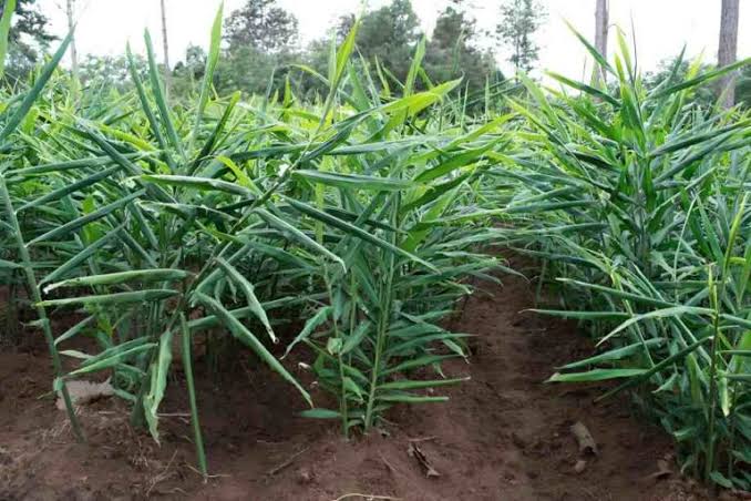 5 Acre Ginger plantation — photo 1